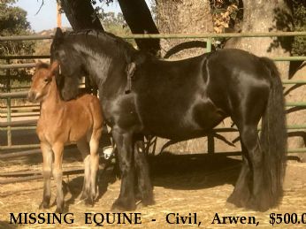 MISSING EQUINE - Civil, Arwen, $500.00 REWARD  Near Creston, CA, 93432
